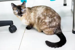 Gato raça SRD-ViraLata idade 1 ano nome Kimmy