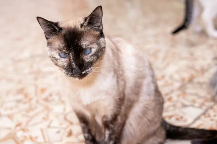 Gato ra a SRD-ViraLata idade 1 ano nome Kimmy