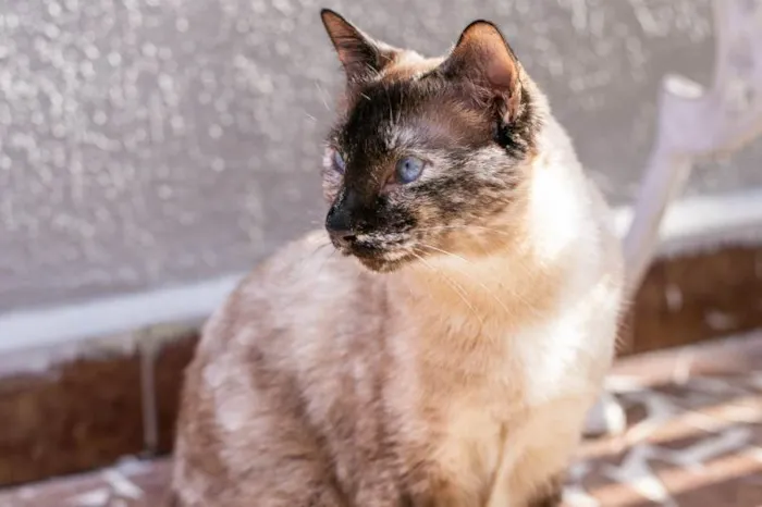 Gato ra a SRD-ViraLata idade 1 ano nome Kimmy