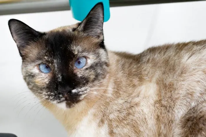 Gato ra a SRD-ViraLata idade 1 ano nome Kimmy