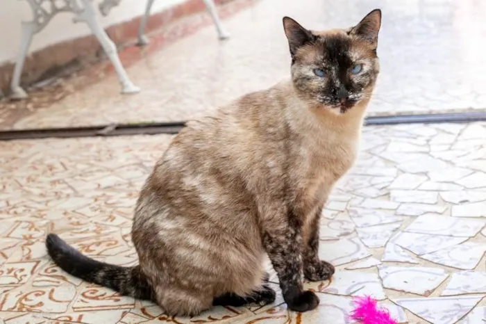 Gato ra a SRD-ViraLata idade 1 ano nome Kimmy