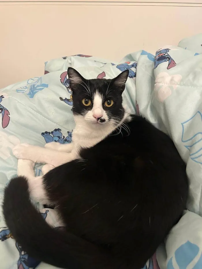 Gato ra a SRD-ViraLata idade 2 anos nome Celina