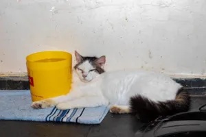 Gato raça SRD-ViraLata idade 3 anos nome Lailah