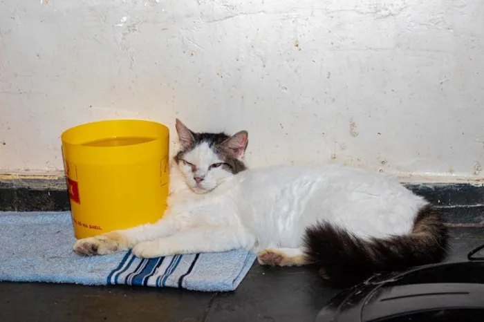 Gato ra a SRD-ViraLata idade 3 anos nome Lailah