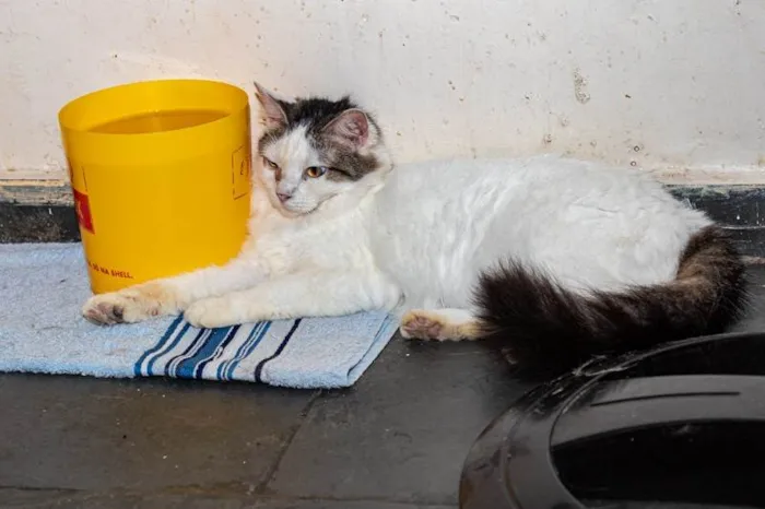 Gato ra a SRD-ViraLata idade 3 anos nome Lailah