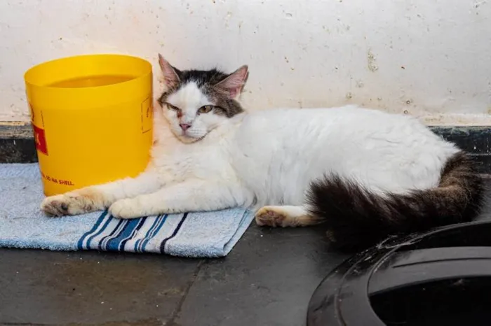 Gato ra a SRD-ViraLata idade 3 anos nome Lailah