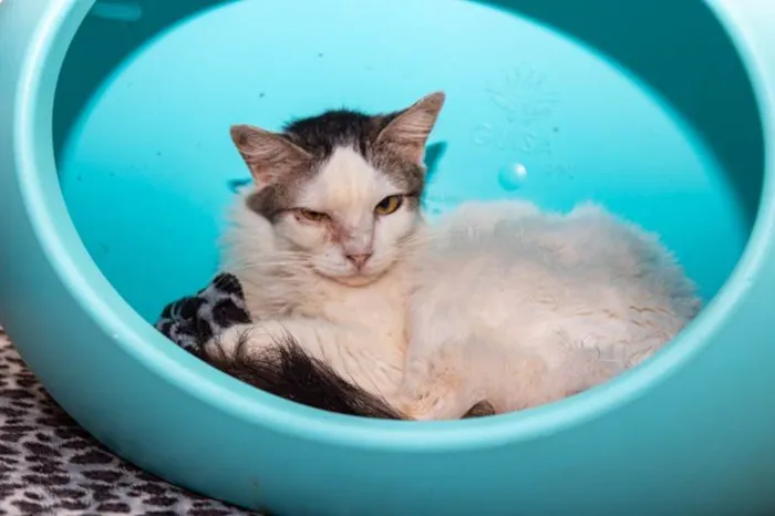 Gato ra a SRD-ViraLata idade 3 anos nome Lailah