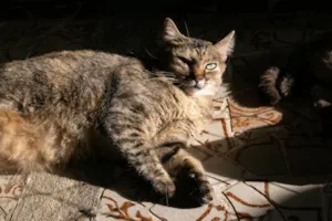 Gato raça SRD-ViraLata idade 3 anos nome Lindsey