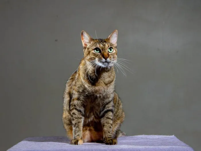 Gato ra a SRD-ViraLata idade 3 anos nome Lindsey