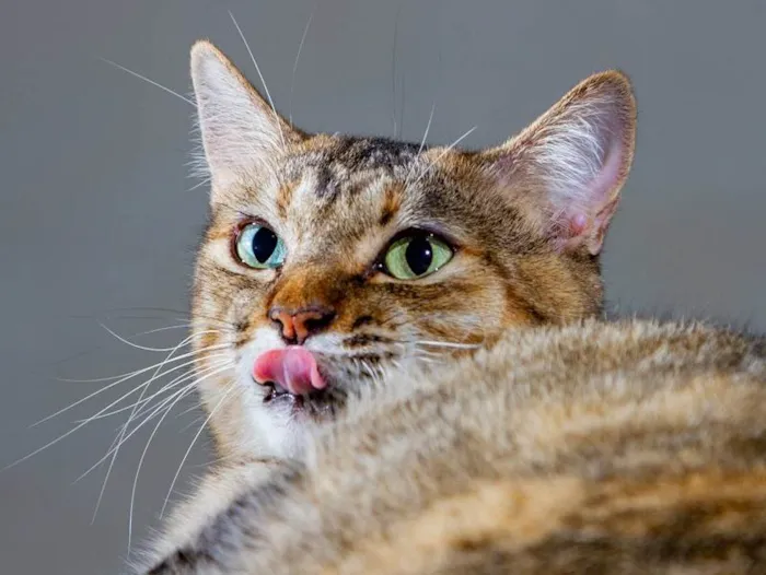Gato ra a SRD-ViraLata idade 3 anos nome Lindsey
