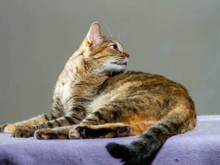 Gato ra a SRD-ViraLata idade 3 anos nome Lindsey