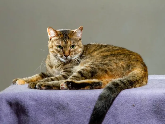Gato ra a SRD-ViraLata idade 3 anos nome Lindsey