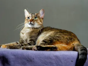 Gato raça SRD-ViraLata idade 3 anos nome Lindsey