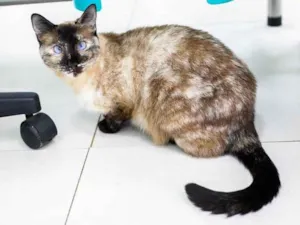 Gato raça SRD-ViraLata idade 1 ano nome Kimmy