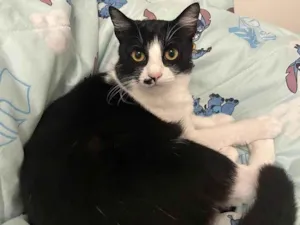 Gato raça SRD-ViraLata idade 2 anos nome Celina