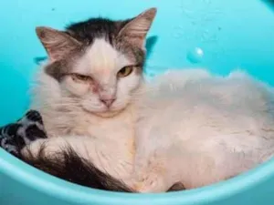 Gato raça SRD-ViraLata idade 3 anos nome Lailah