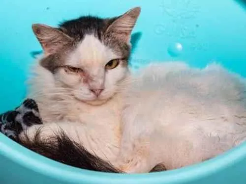 Gato ra a SRD-ViraLata idade 3 anos nome Lailah
