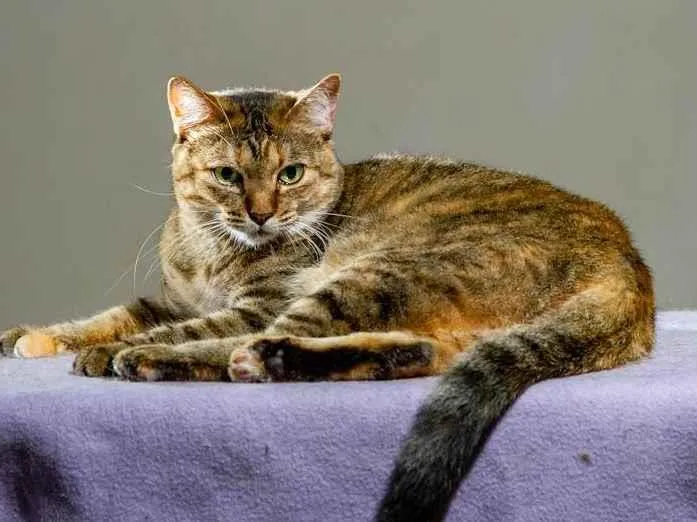 Gato ra a SRD-ViraLata idade 3 anos nome Lindsey