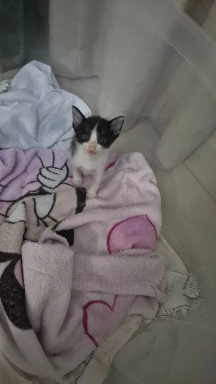 Gato ra a SRD-ViraLata idade Abaixo de 2 meses nome Aurora 