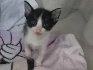 Gato raça SRD-ViraLata idade Abaixo de 2 meses nome Aurora 