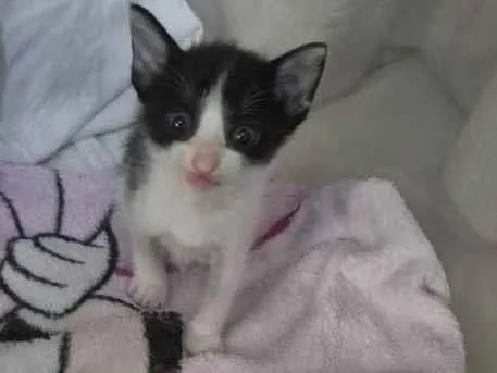 Gato ra a SRD-ViraLata idade Abaixo de 2 meses nome Aurora 