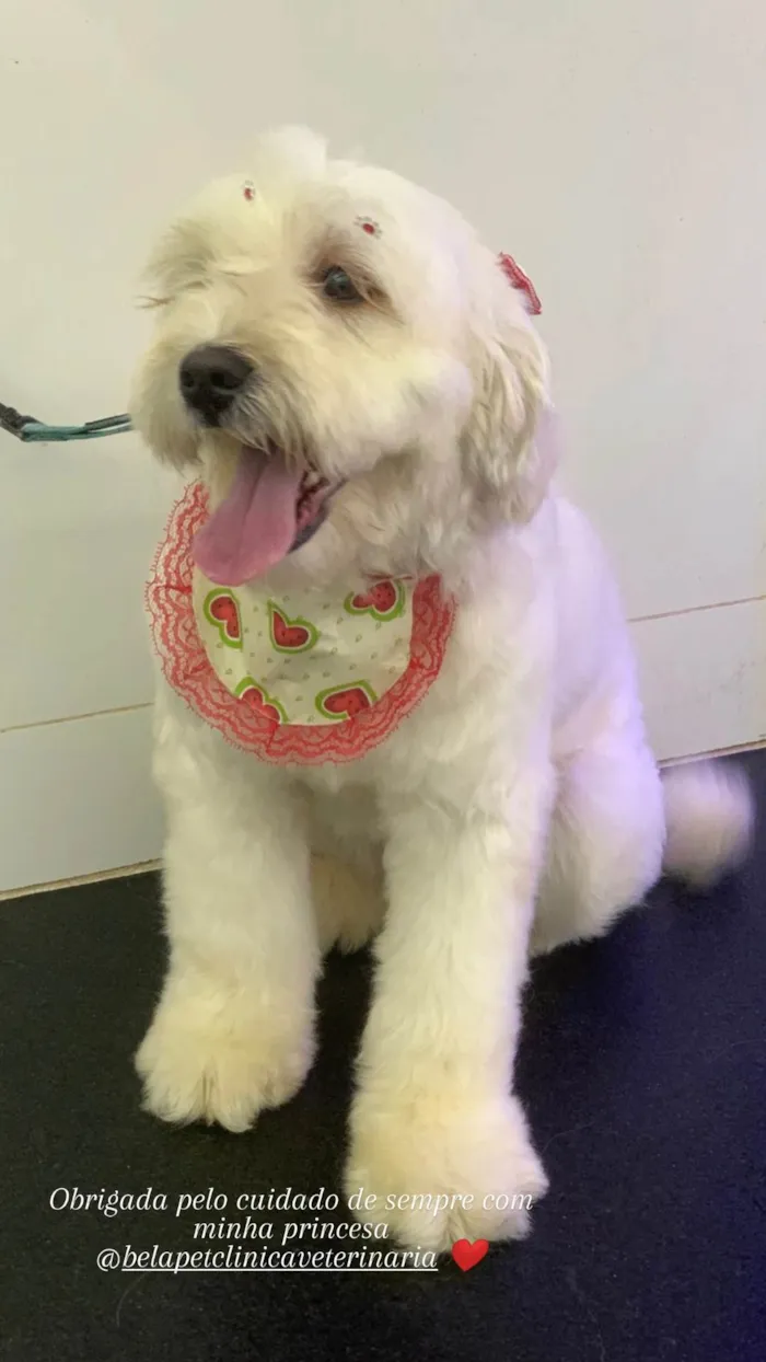 Cachorro ra a Poodle idade 2 anos nome Estrela ??