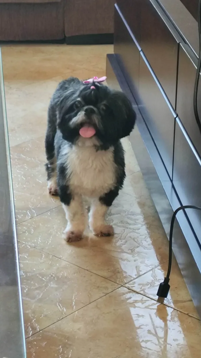 Cachorro ra a Shitzu idade 5 anos nome Não temos nome