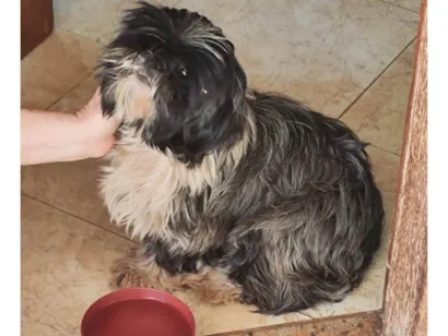 Cachorro raça Shitzu idade 5 anos nome Não temos nome