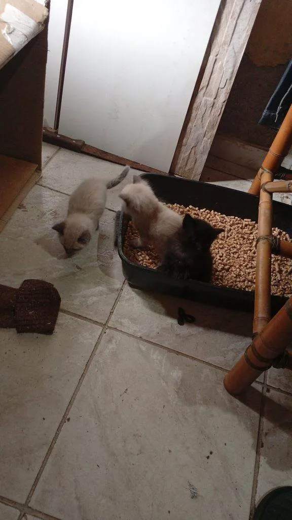 Cachorro ra a SRD-ViraLata idade Abaixo de 2 meses nome Falar com iara - Whats 11 96147-1741