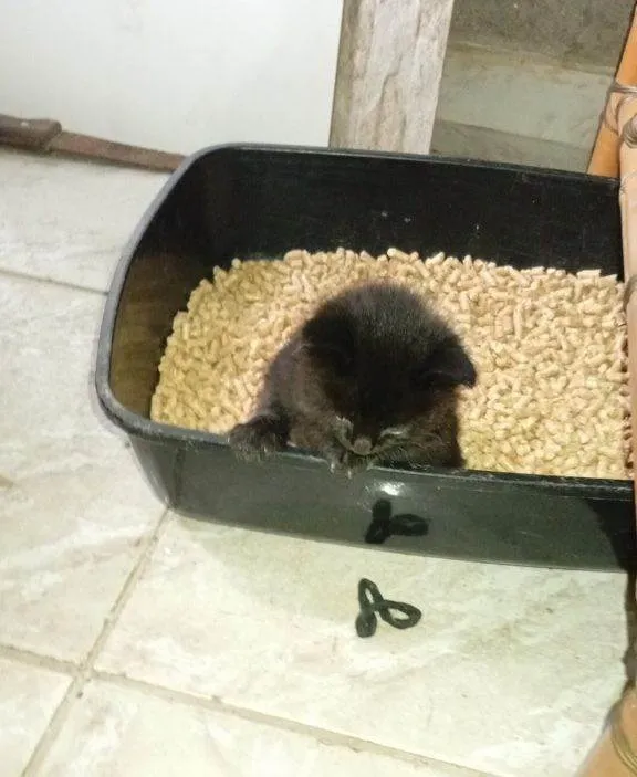 Cachorro ra a SRD-ViraLata idade Abaixo de 2 meses nome Falar com iara - Whats 11 96147-1741