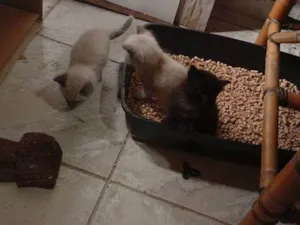 Cachorro raça SRD-ViraLata idade Abaixo de 2 meses nome Falar com iara - Whats 11 96147-1741