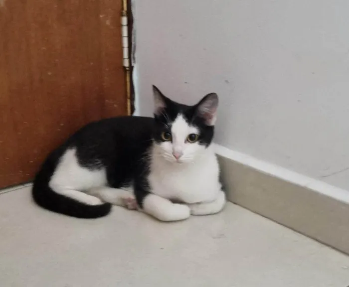 Gato ra a SRD-ViraLata idade 2 a 6 meses nome Falar com Pâmela - Whats 11 91478-2416