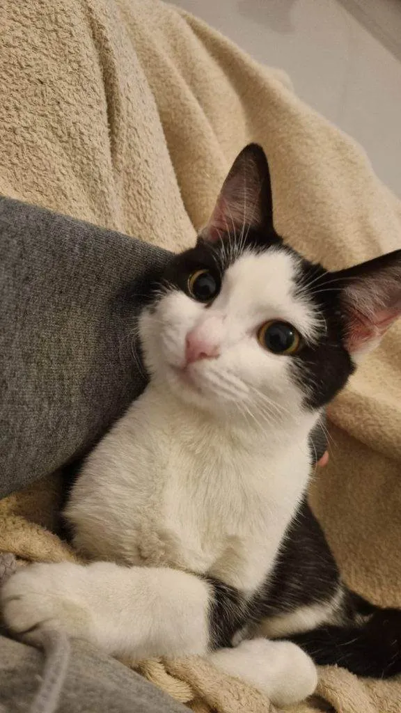 Gato ra a SRD-ViraLata idade 2 a 6 meses nome Falar com Pâmela - Whats 11 91478-2416
