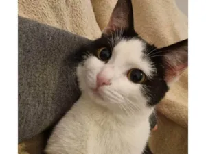 Gato raça SRD-ViraLata idade 2 a 6 meses nome Falar com Pâmela - Whats 11 91478-2416