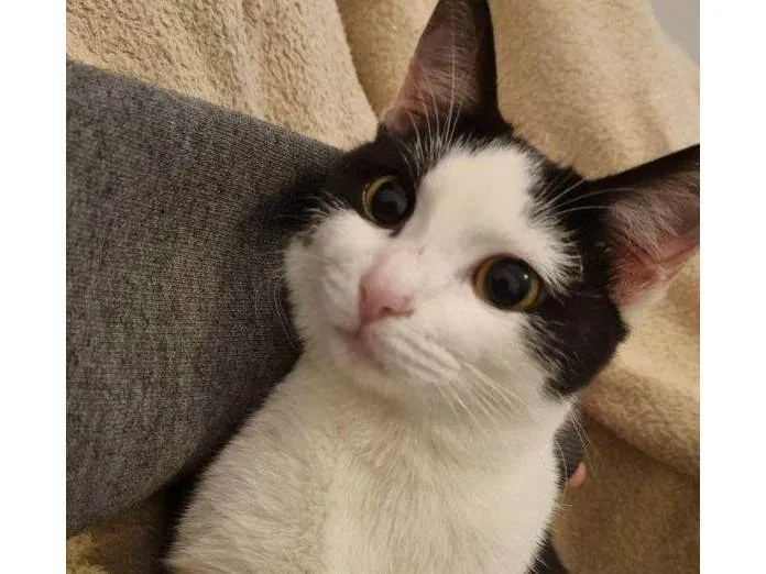 Gato ra a SRD-ViraLata idade 2 a 6 meses nome Falar com Pâmela - Whats 11 91478-2416