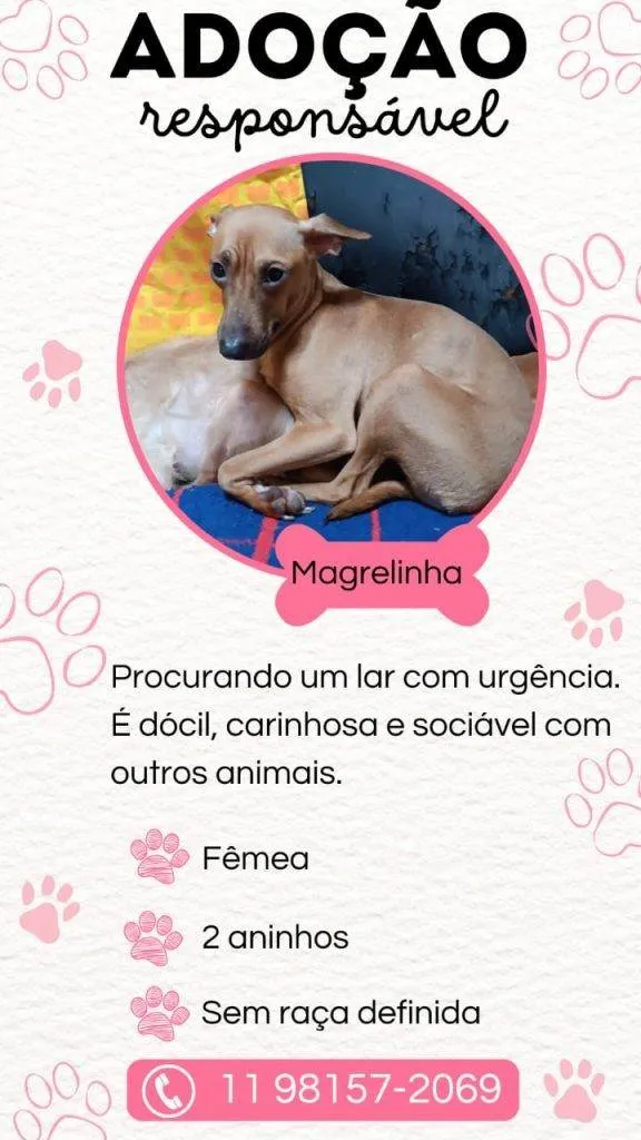 Cachorro ra a SRD-ViraLata idade 2 a 6 meses nome Falar com Luana - Whats 11 91342-9284