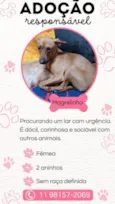 Falar com Luana - Whats 11 91342-9284