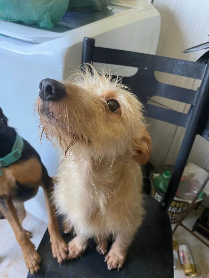 Cachorro ra a SRD-ViraLata idade 2 a 6 meses nome Falar com Luana - Whats 11 91342-9284