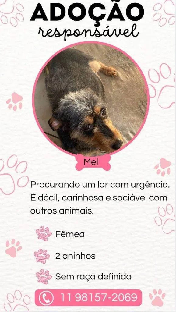 Cachorro ra a SRD-ViraLata idade 2 a 6 meses nome Falar com Luana - Whats 11 91342-9284