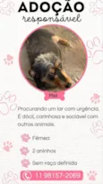 Falar com Luana - Whats 11 91342-9284