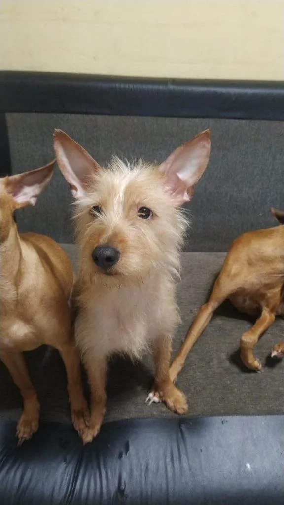 Cachorro ra a SRD-ViraLata idade 2 a 6 meses nome Falar com Luana - Whats 11 91342-9284