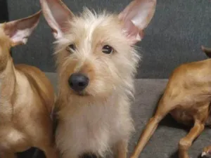 Cachorro raça SRD-ViraLata idade 2 a 6 meses nome Falar com Luana - Whats 11 91342-9284