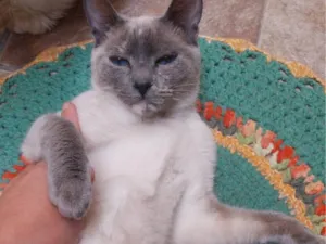 Gato raça SRD-ViraLata idade 2 a 6 meses nome  Falar com Marilia - Whats 11 96094-4410