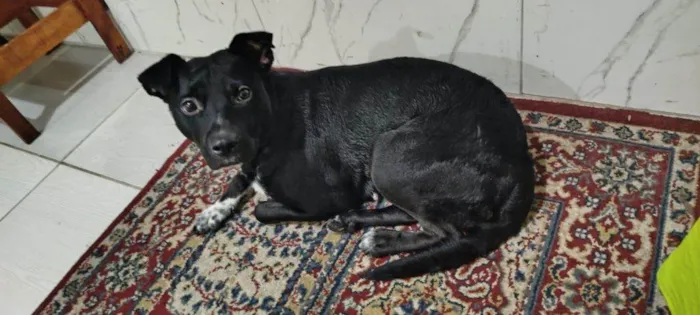 Cachorro ra a SRD-ViraLata idade 2 a 6 meses nome  Falar com Alexsander - Whats 11 91769-1621