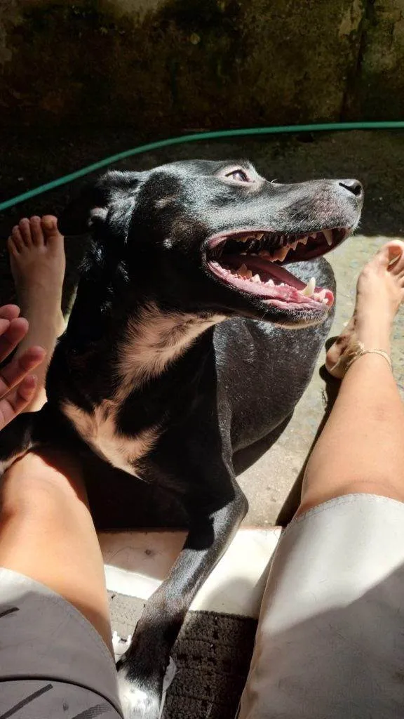 Cachorro ra a SRD-ViraLata idade 2 a 6 meses nome  Falar com Alexsander - Whats 11 91769-1621