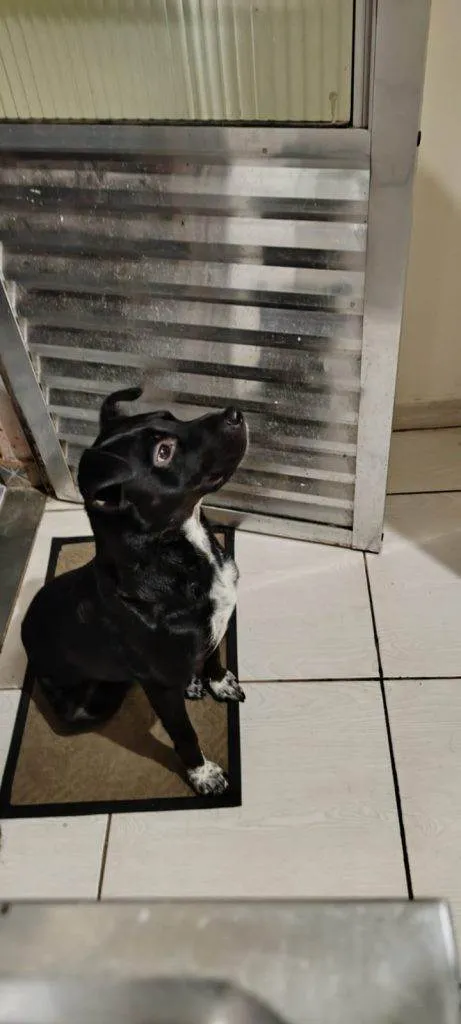 Cachorro ra a SRD-ViraLata idade 2 a 6 meses nome  Falar com Alexsander - Whats 11 91769-1621
