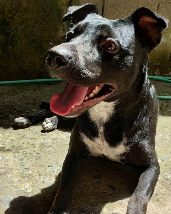 Cachorro ra a SRD-ViraLata idade 2 a 6 meses nome  Falar com Alexsander - Whats 11 91769-1621
