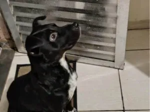 Cachorro raça SRD-ViraLata idade 2 a 6 meses nome  Falar com Alexsander - Whats 11 91769-1621