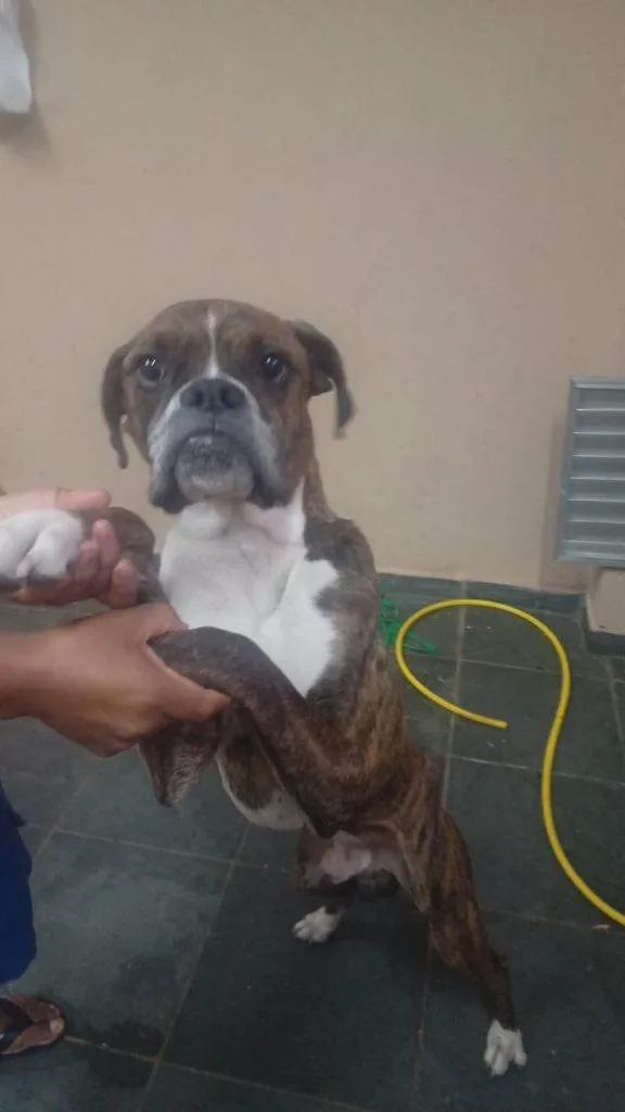Cachorro ra a SRD-ViraLata idade Abaixo de 2 meses nome Falar com Alejandro - Whats  54 9 11 3023-6571