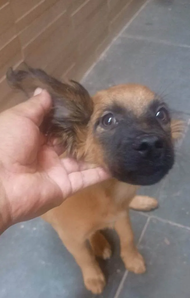Cachorro ra a SRD-ViraLata idade Abaixo de 2 meses nome Falar com Alejandro - Whats  54 9 11 3023-6571
